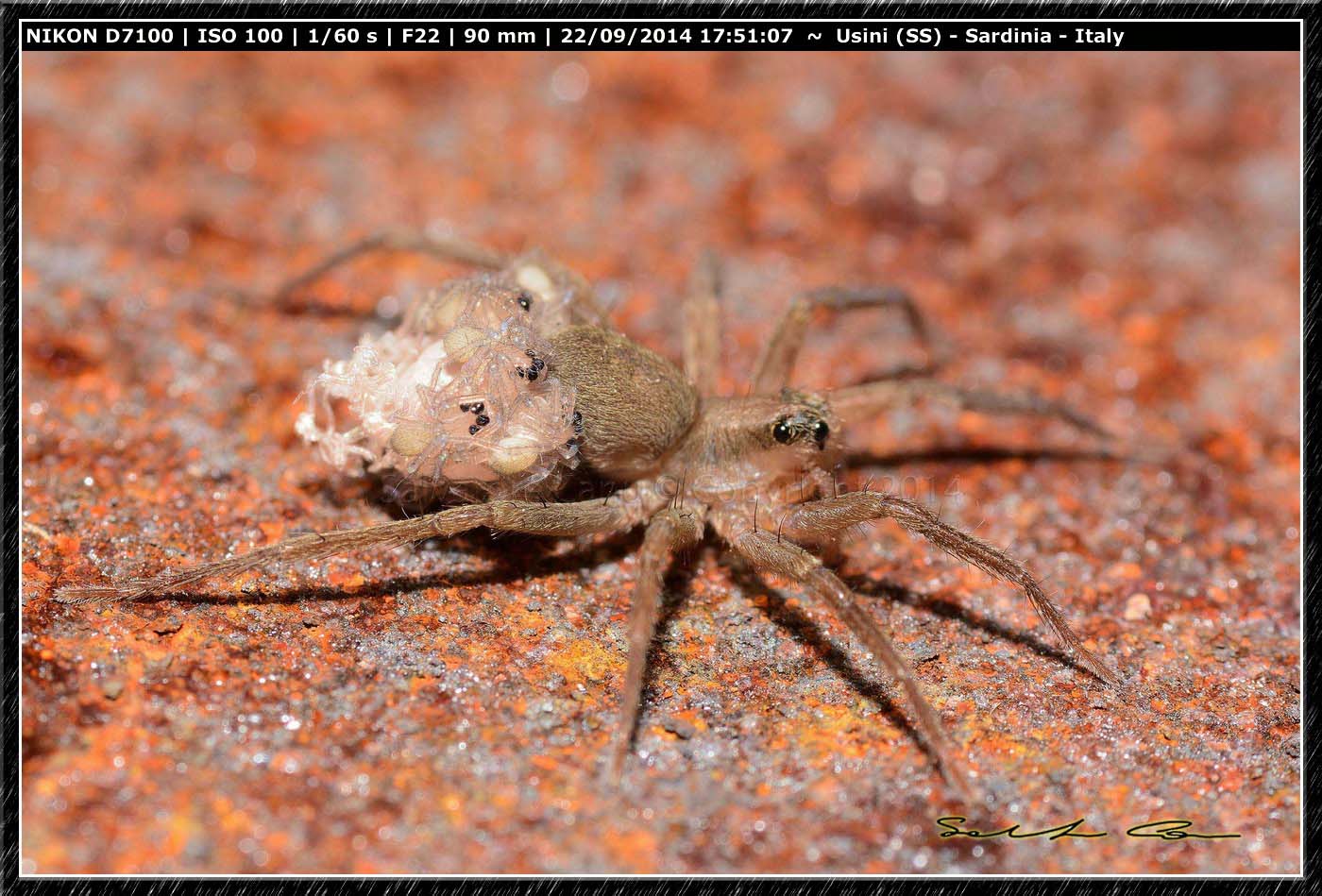 Trabea sp. con prole al seguito - Usini (SS)